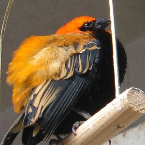 Bournemouth Gardens Aviary.