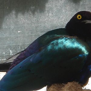 Bournemouth Gardens Aviary.