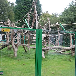 BNC Black And White Ruffed Lemur Enclosure