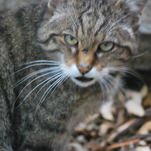BNC Scottish Wildcat