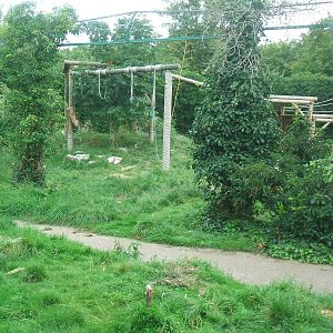 Tiger enclosure