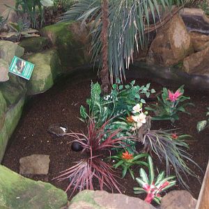 Unique Poison Arrow Frog enclosure