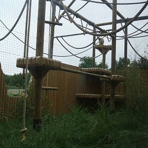 White-Cheeked Gibbon enclosure