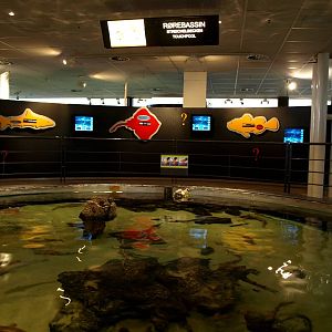 Kattegatcenter - Touch pool