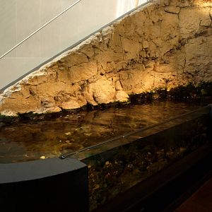 Kattegatcenter - Rocky shore