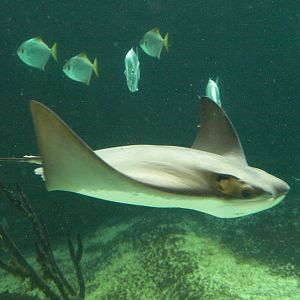 Kattegatcenter - Cow-nosed ray