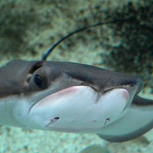 Kattegatcenter - Cow-nosed ray