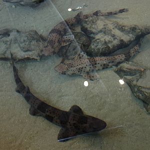 Kattegatcenter - Young catsharks