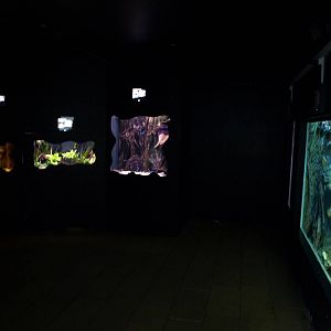 Kattegatcenter - Dangerous Fish