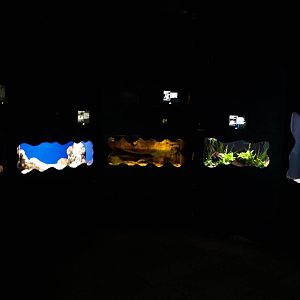 Kattegatcenter - Dangerous Fish