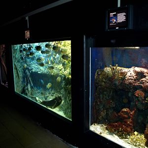 Kattegatcenter - Dangerous Fish