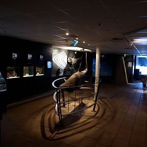 Kattegatcenter - Shark exhibition