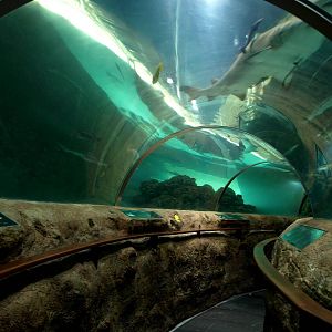 Kattegatcenter - Shark tunnel