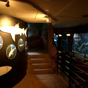 Kattegatcenter - Shark exhibition