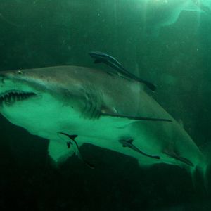 Kattegatcenter - Sand tiger shark