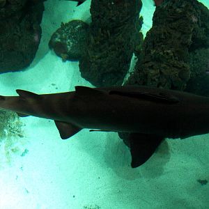 Kattegatcenter - Sand tiger shark
