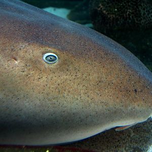 Kattegatcenter - Nurse shark