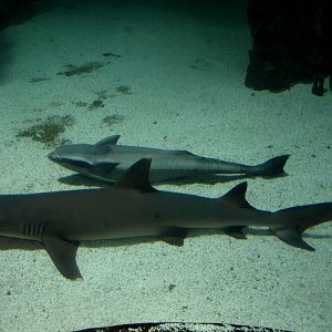 Kattegatcenter - White-tipped reef shark
