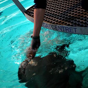 Kattegatcenter - Shark feeding