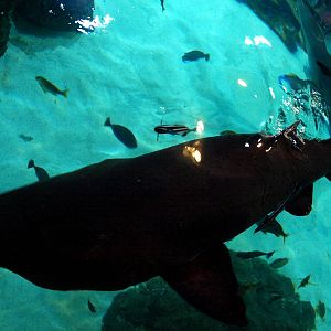 Kattegatcenter -Shark feeding