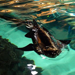 Kattegatcenter -Shark feeding