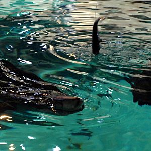 Kattegatcenter -Shark feeding