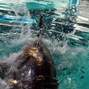 Kattegatcenter -Shark feeding