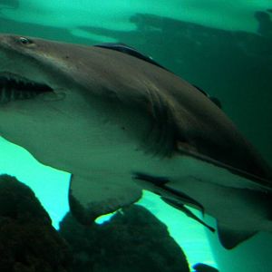 Kattegatcenter - Sand tiger shark