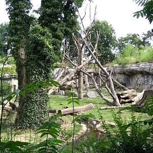 Great sloth bear outdoor enclosure