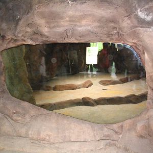 African wild dog indoor enclosure under construction