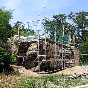 African wild dog house under construction