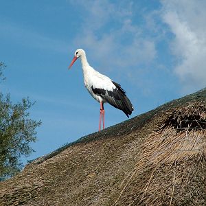 European White Stork at Niendorf 05/09/07