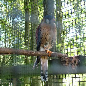 American Kestrel at Niendorf 05/09/07