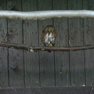 Ferruginous Pygmy Owl at Niendorf 05/09/07