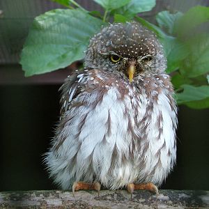 Pearl-spotted Owlet at Niendorf 05/09/07