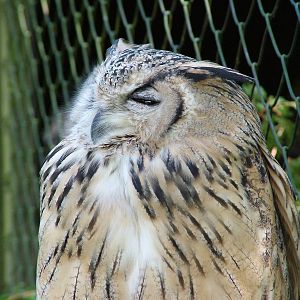 Eagle Owl at Niendorf 05/09/07
