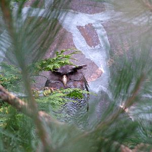 Eagle Owl at Niendorf 05/09/07