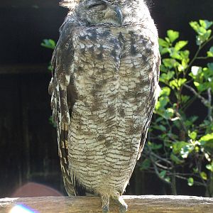 Eagle Owl at Niendorf 05/09/07