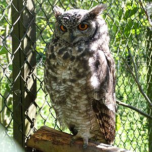 Horned Owl at Niendorf 05/09/07