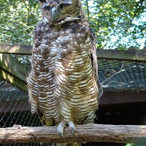 Horned Owl at Niendorf 05/09/07