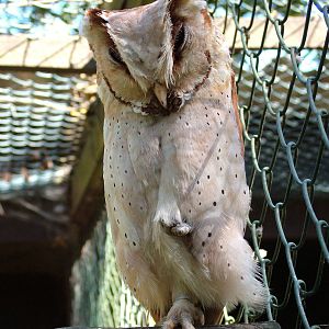 Oriental Bay Owl at Niendorf 05/09/07