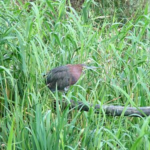 Rufescent Tiger Heron at Niendorf 05/09/07