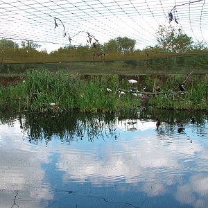 Aviary at Niendorf 05/09/07