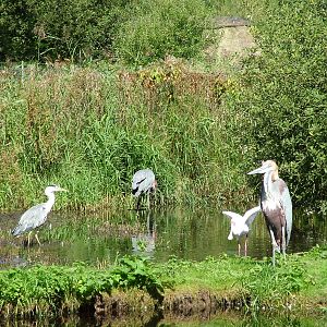Goliath Heron and co. at Niendorf 05/09/07