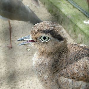 Peruvian Thick-Knee at Niendorf 05/09/07