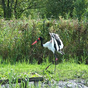 Saddle-billed Stork at Niendorf 05/09/07
