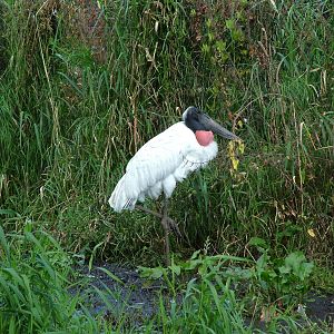 Jabiru at Niendorf 05/09/07