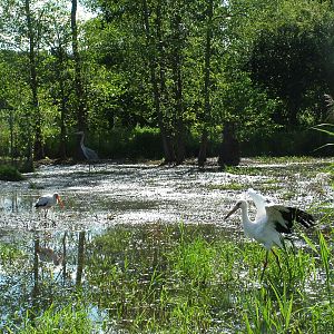 Stork paddock at Niendorf 05/09/07