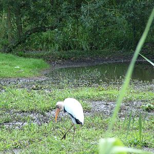 Stork paddock at Niendorf 05/09/07