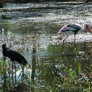 Stork paddock at Niendorf 05/09/07